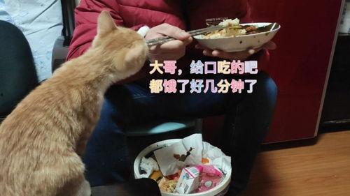 娱乐吃瓜酱猫打翻电视,引发网友热议